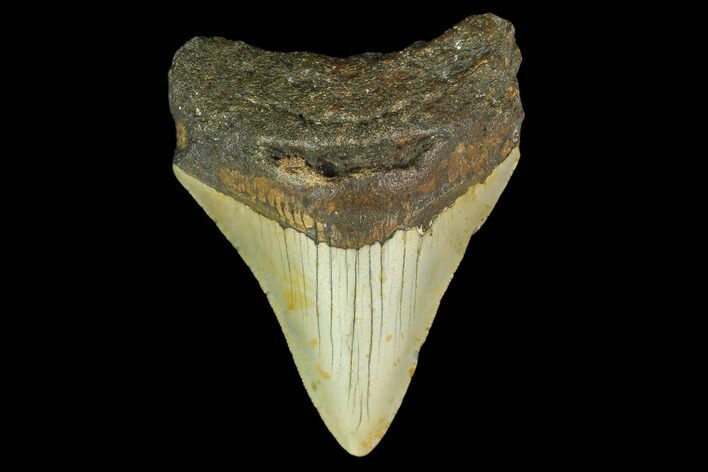 Fossil Megalodon Tooth - North Carolina #131586